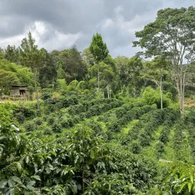 Clúster Café Selva Central