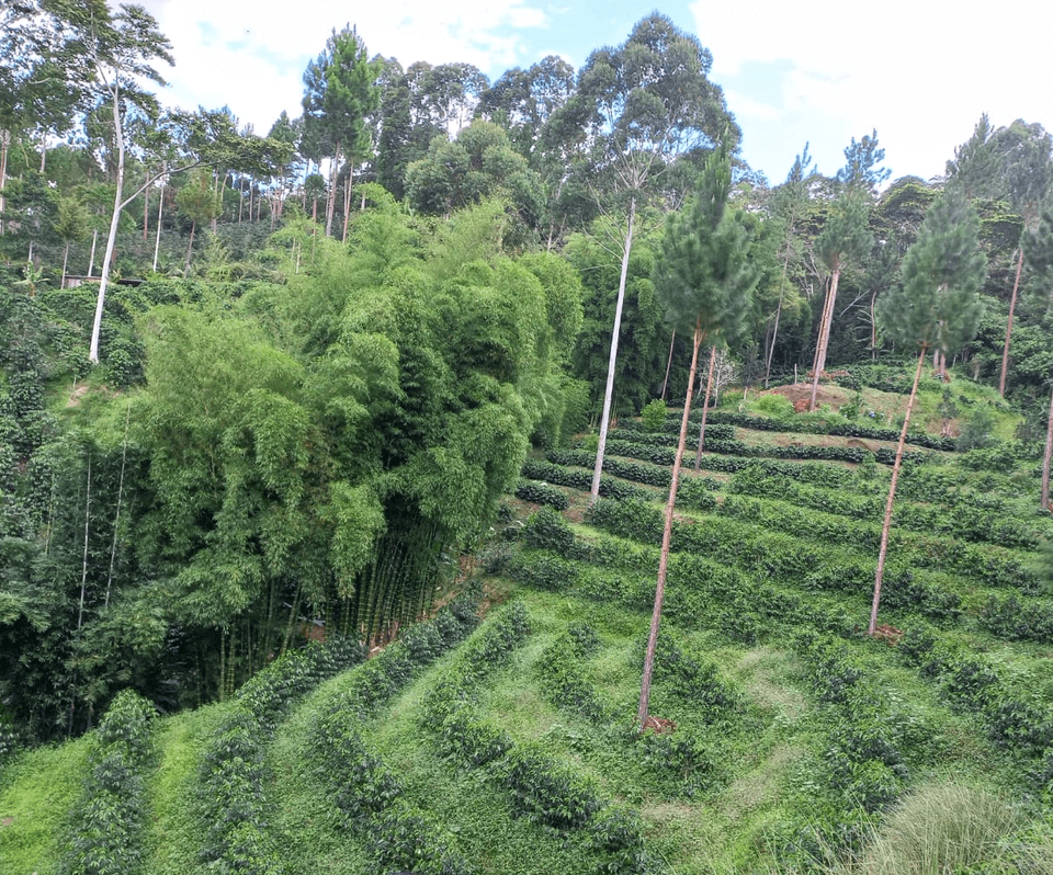 Clúster Café Selva Central 