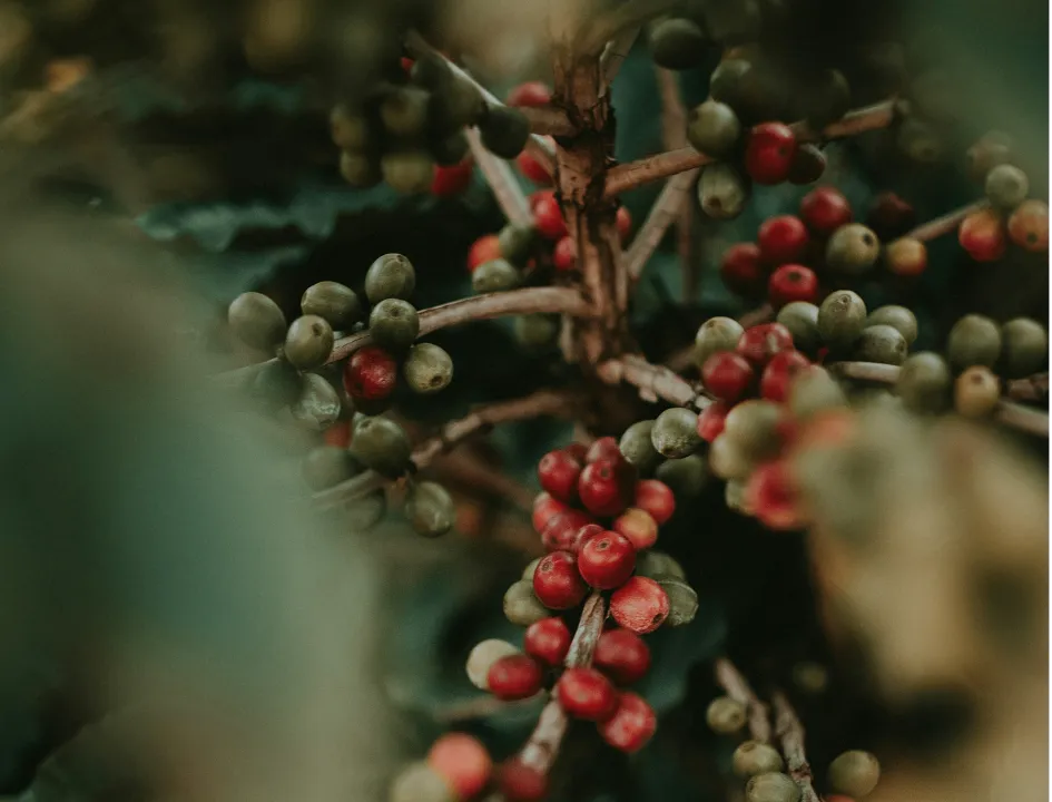 Clúster Café Selva Central 