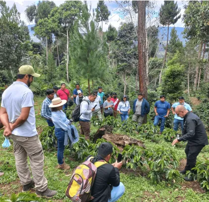 Clúster Café Selva Central 