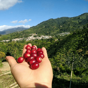 Clúster Café Selva Central