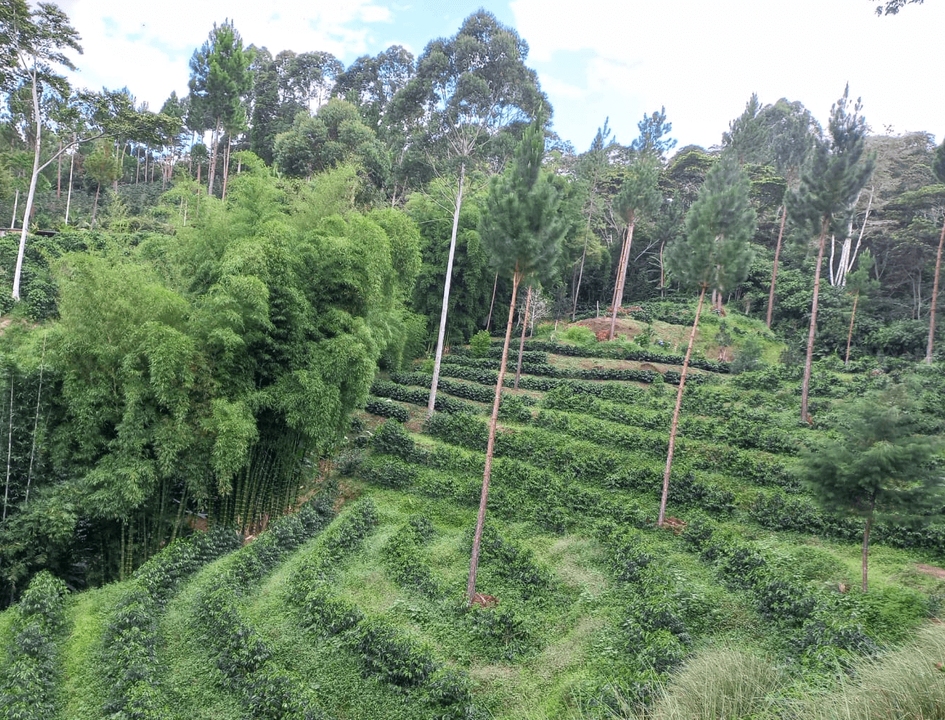 Clúster Café Selva Central 