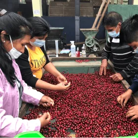 Clúster Café Selva Central 