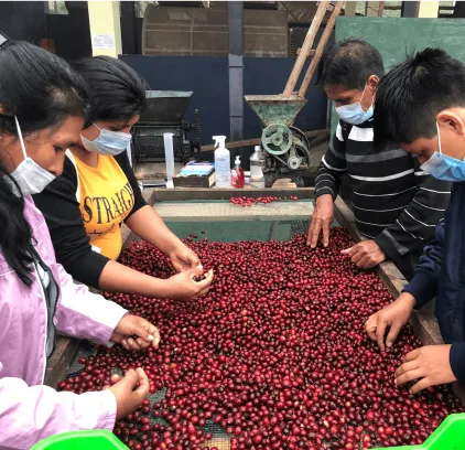 Clúster Café Selva Central 